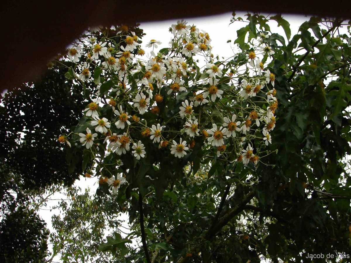 Montanoa grandiflora Hemsl.